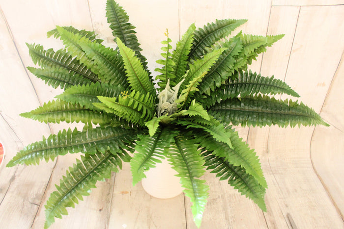 36" Boston Fern Bush