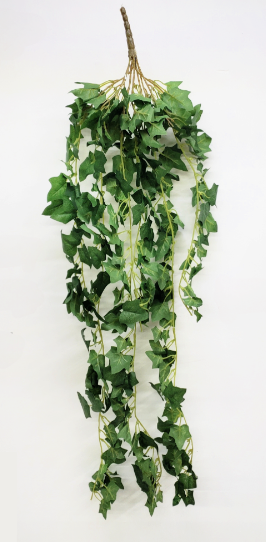 English Ivy Hanger Bush